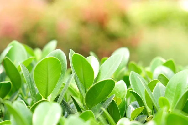 Plantas verdes naturales fondo o fondo de pantalla. vista de la naturaleza de hoja verde en el jardín en verano bajo la luz del sol. —  Fotos de Stock