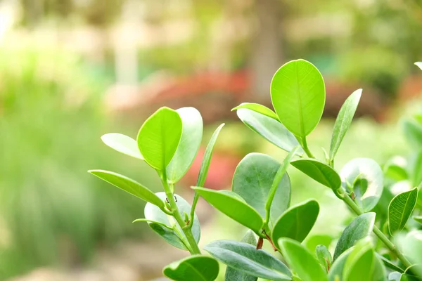 Натуральные зеленые растения фон или обои. вид на природу зеленого листа в саду летом под солнечным светом. — стоковое фото
