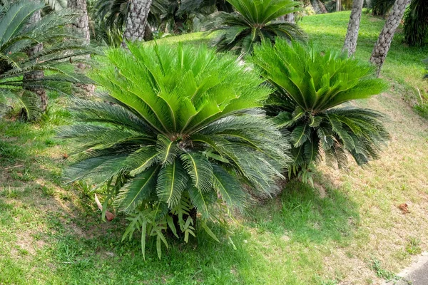 Arbres dans le jardin ombragé — Photo