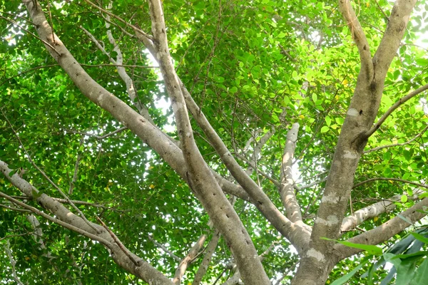 Деревья в тени сада — стоковое фото