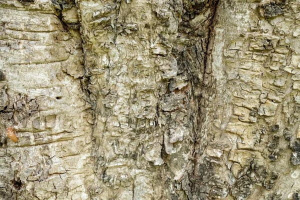 Árbol corteza madera textura fondo abstracto —  Fotos de Stock