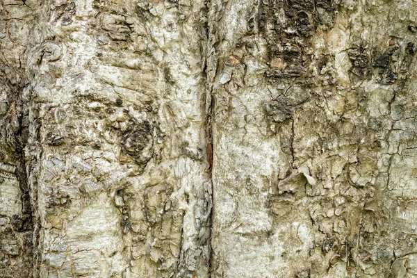 Baumrinde Holz Textur abstrakter Hintergrund — Stockfoto