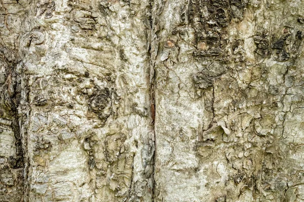 Stromové kůry texturu dřeva abstraktní pozadí — Stock fotografie