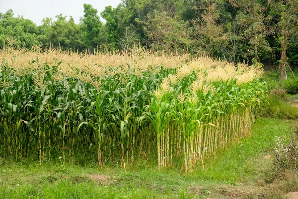 green field of corn growing up in farm