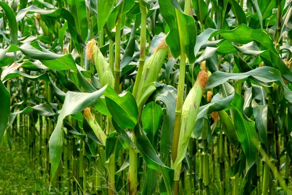 yeşil alan grupta büyüyen mısır
