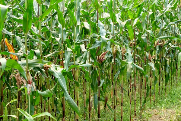 Зеленое поле кукурузы, растущей на ферме — стоковое фото