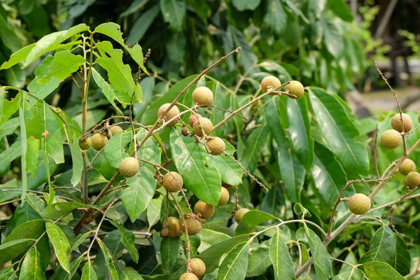 Longan sady - młody longan owoców tropikalnych w Tajlandii farm — Zdjęcie stockowe