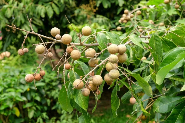 Huertos de Longan - Frutas tropicales jóvenes longan en Tailandia granja —  Fotos de Stock