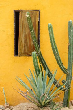 Seradaki kaktüs sulu bitki.