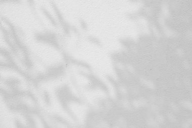 Beton bir duvardaki gölge yaprağının soyut arkaplan dokuyucusu.