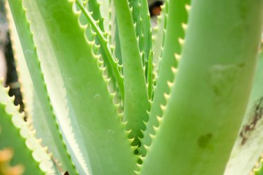 Seradaki kaktüs sulu bitki.