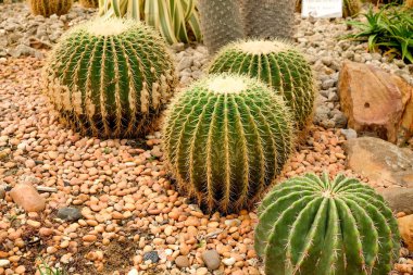 Seradaki kaktüs sulu bitki.