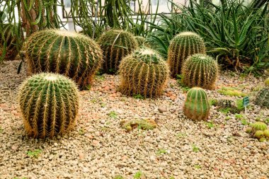 Seradaki kaktüs sulu bitki.