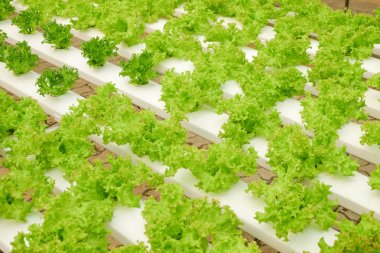 Organik hydroponic sebze tarım sera içinde büyüyen