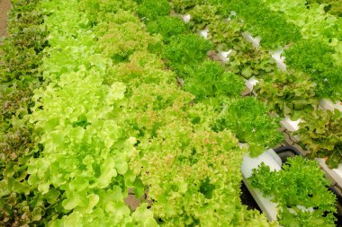 Organik hydroponic sebze tarım sera içinde büyüyen