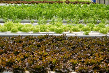 Organik hydroponic sebze tarım sera içinde büyüyen