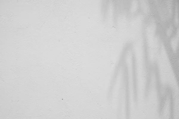 Abstrato fundo textuer de sombras folha em uma parede de concreto . — Fotografia de Stock