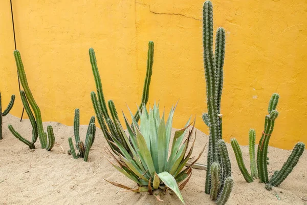 Cactus planta suculenta en el invernadero — Foto de Stock