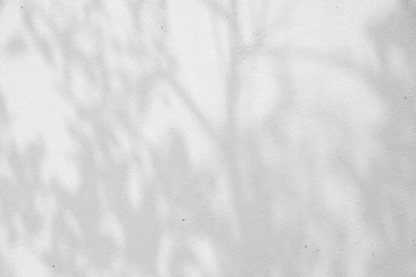 Abstrakt bakgrund textuer av skuggor löv på en betong vägg. — Stockfoto