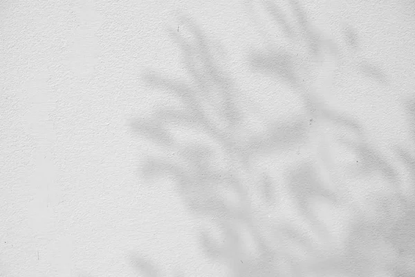 Abstrakter Hintergrund Textuer der Schatten Blatt auf einer Betonwand. — Stockfoto