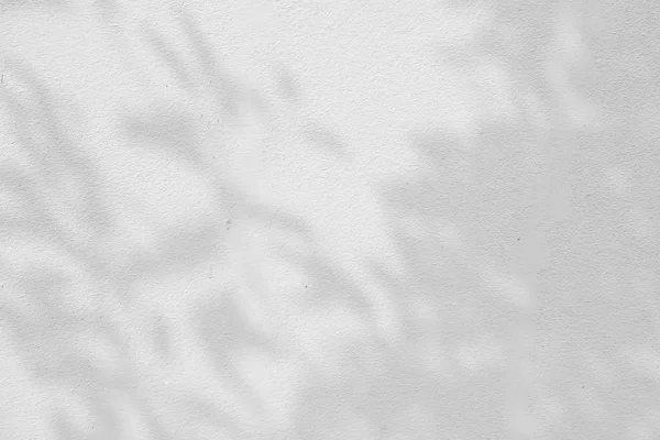 Абстрактний текстур тіней листя на бетонній стіні . — стокове фото
