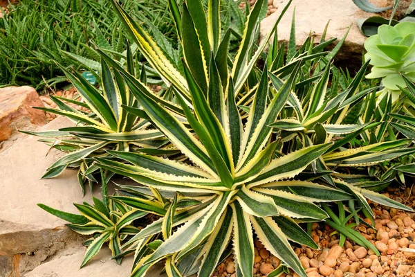 Planta suculenta de cacto em estufa — Fotografia de Stock