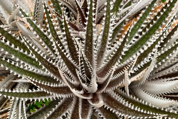 Planta suculenta de cacto em estufa — Fotografia de Stock