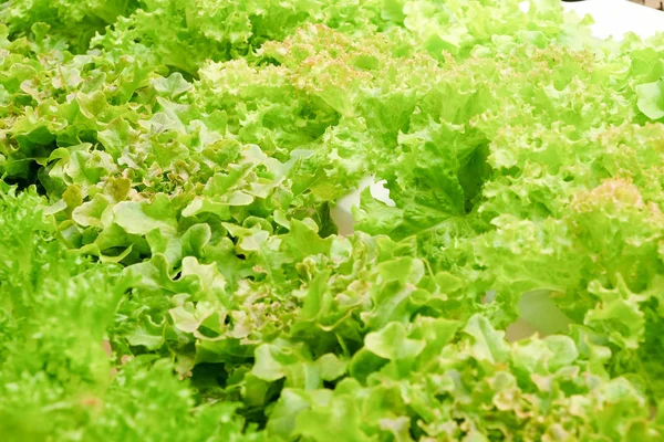 Biologische hydroponic plantaardige boerderij kweken in kas — Stockfoto