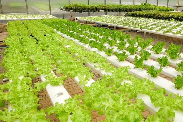 Fazenda vegetal hidropônica orgânica que cresce em estufa — Fotografia de Stock