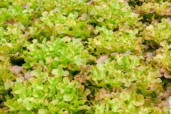 Organických hydroponické zeleninová farma pěstování ve skleníku — Stock fotografie