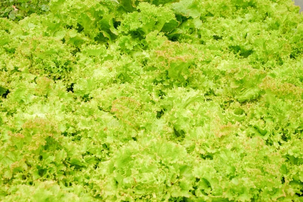 Organik hydroponic sebze tarım sera içinde büyüyen — Stok fotoğraf
