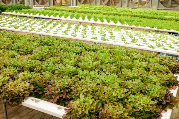 Biologische hydroponic plantaardige boerderij kweken in kas — Stockfoto