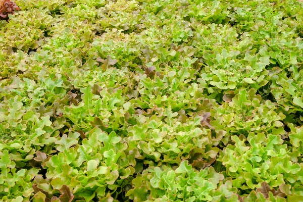 Organických hydroponické zeleninová farma pěstování ve skleníku — Stock fotografie