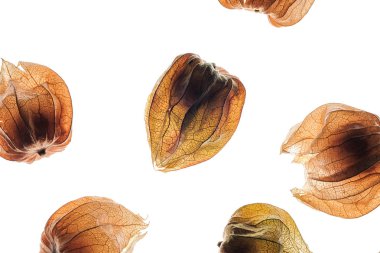 Cape bektaşi üzümü meyve, beyaz arka plan üzerinde izole physalis