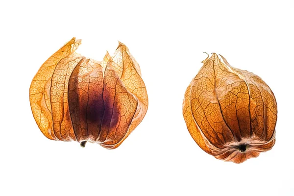 Cape gooseberry owoców, Pęcherzyca, izolowana na białym tle — Zdjęcie stockowe