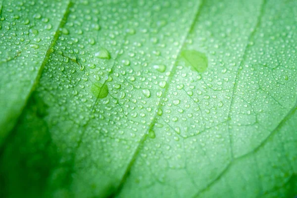 Foco suave naturaleza fondo textura hoja verde con gota de agua . — Foto de Stock