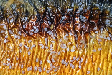 arka plan yakın çekim Saba balık teriyaki ve Restoran ızgara susam