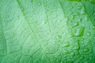  Yumuşak odak doğa arka plan doku yeşil yaprak ile su damlası.
