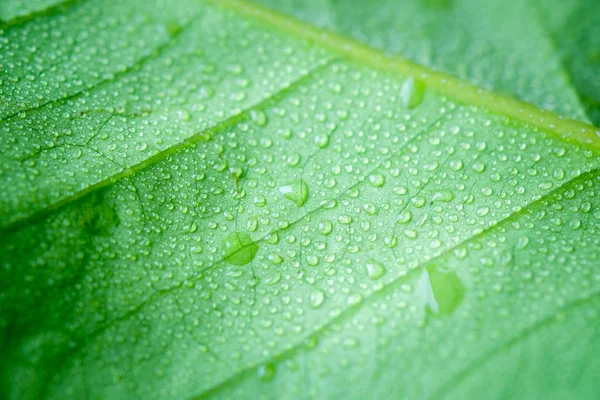 Foco suave naturaleza fondo textura hoja verde con gota de agua . — Foto de Stock