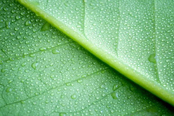 Měkké zaměření přírodní pozadí textury zelený list s kapkou vody. — Stock fotografie