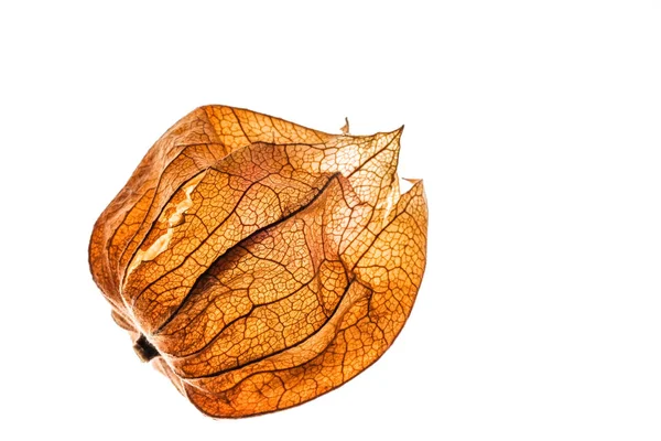 Fruto del grosellero del Cabo, physalis aislado sobre fondo blanco — Foto de Stock