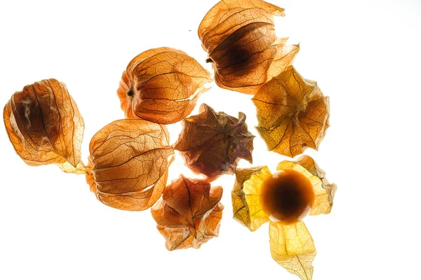 Cape gooseberry owoców, Pęcherzyca, izolowana na białym tle — Zdjęcie stockowe