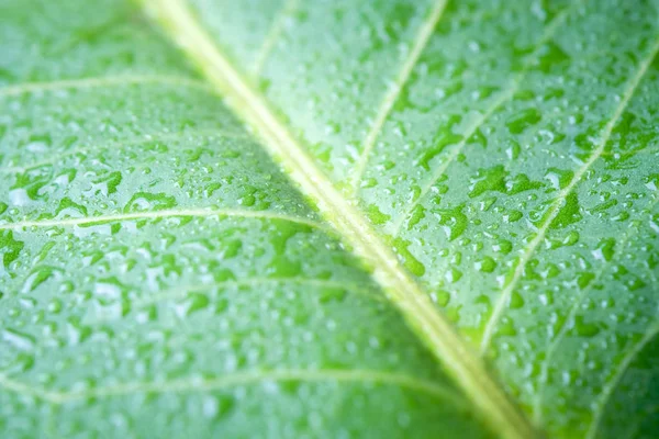 Мягкий Фокус Природа текстура зеленый лист с каплей воды . — стоковое фото