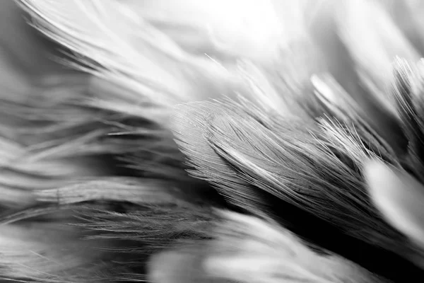 软聚焦白色羽毛纹理背景 — 图库照片