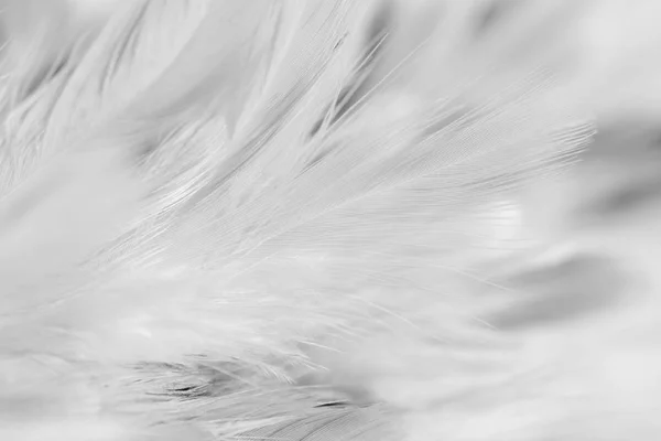 Мягкий фокус Текстура белого пера — стоковое фото