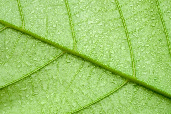 Foco suave naturaleza fondo textura hoja verde con gota de agua . — Foto de Stock