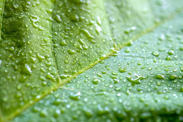 Foco suave naturaleza fondo textura hoja verde con gota de agua . — Foto de Stock