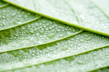 Yumuşak odak doğa arka plan doku yeşil yaprak ile su damlası.