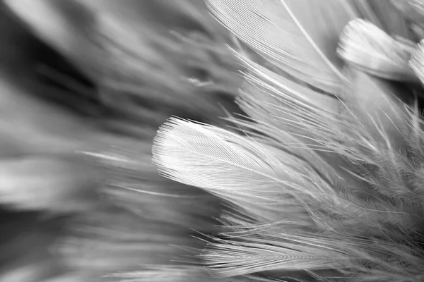 Soft focus White feather texture background — Stock Photo, Image