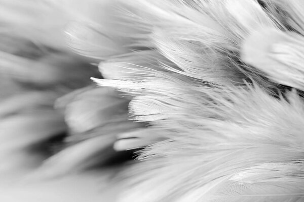 Мягкий фокус Текстура белого пера
